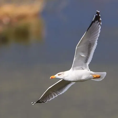 Amalur Ebi 741 Urdaibai Appartamento *